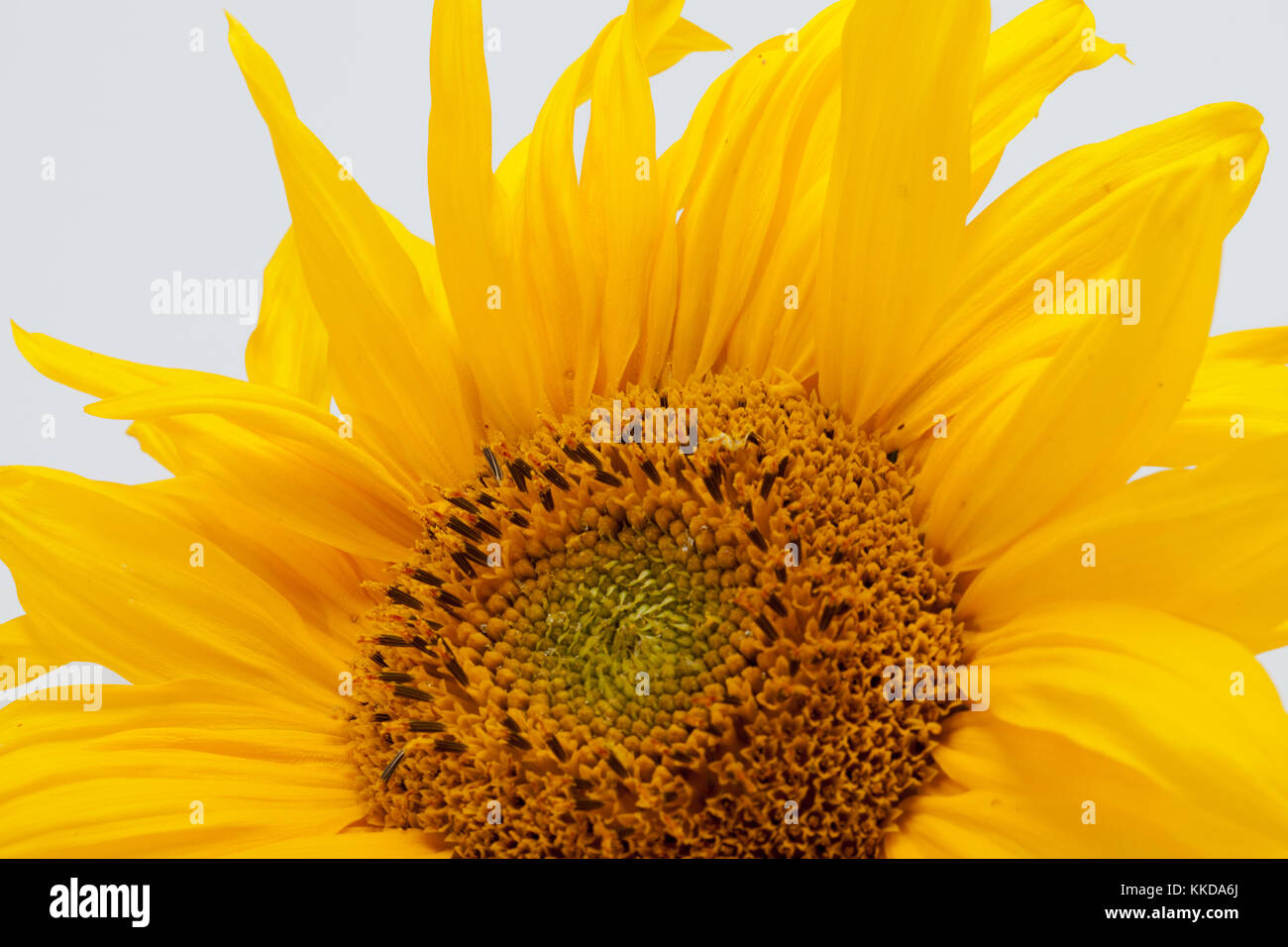 sunflower isolated on white background Stock Photo - Alamy