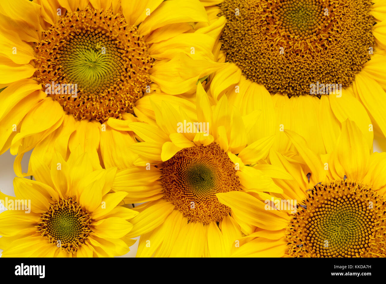Sunflowers isolated on white background Stock Photo - Alamy