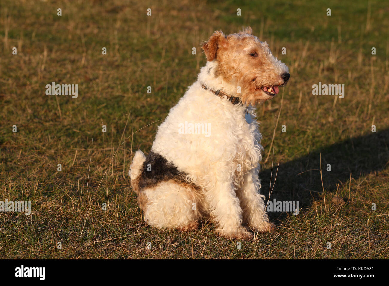 foxwire terrier