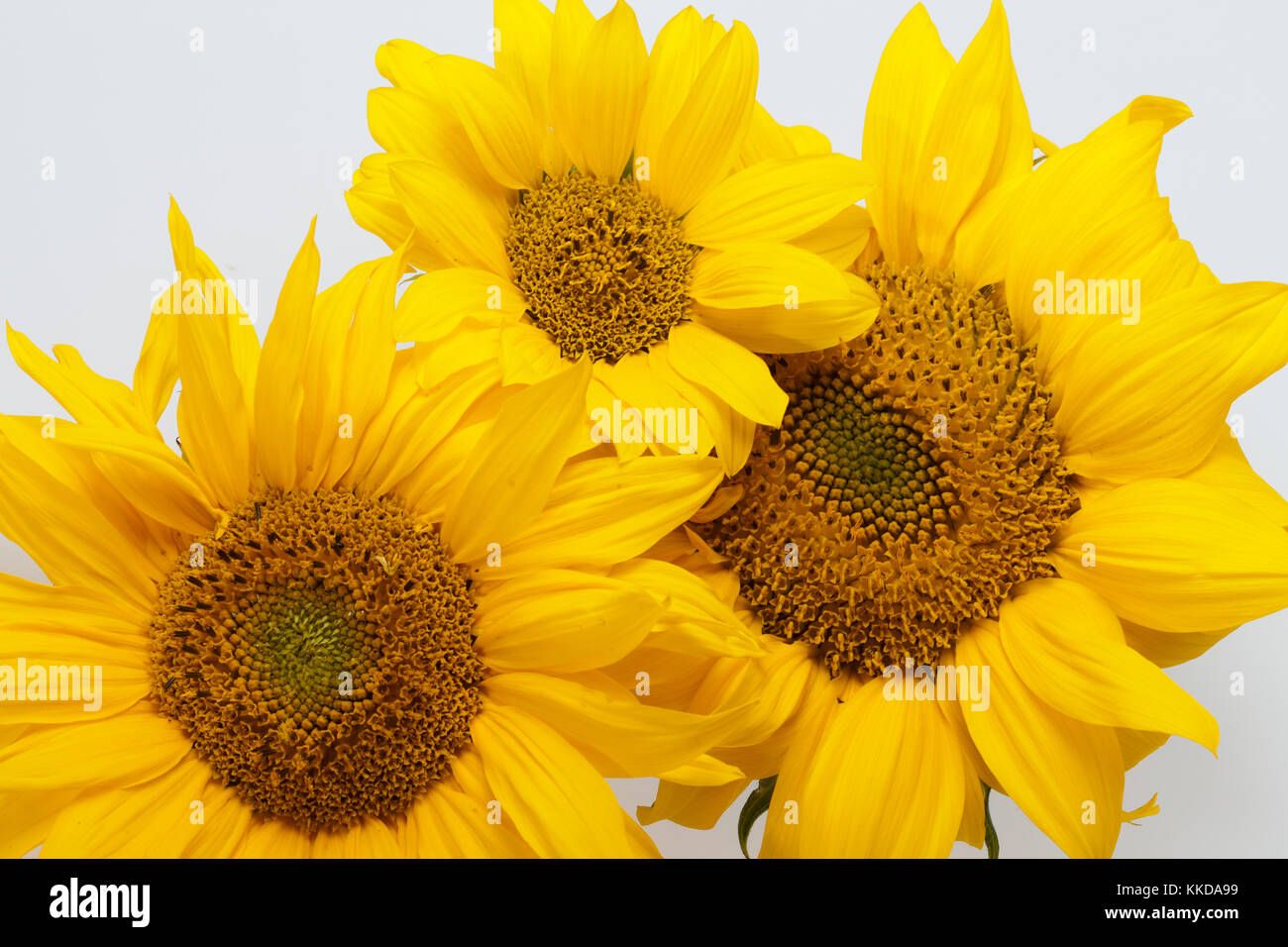 sunflower isolated on white background Stock Photo - Alamy