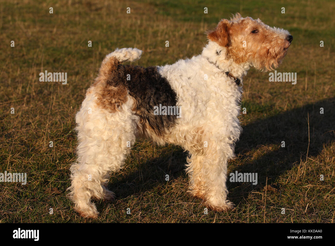 wire haired fox hound