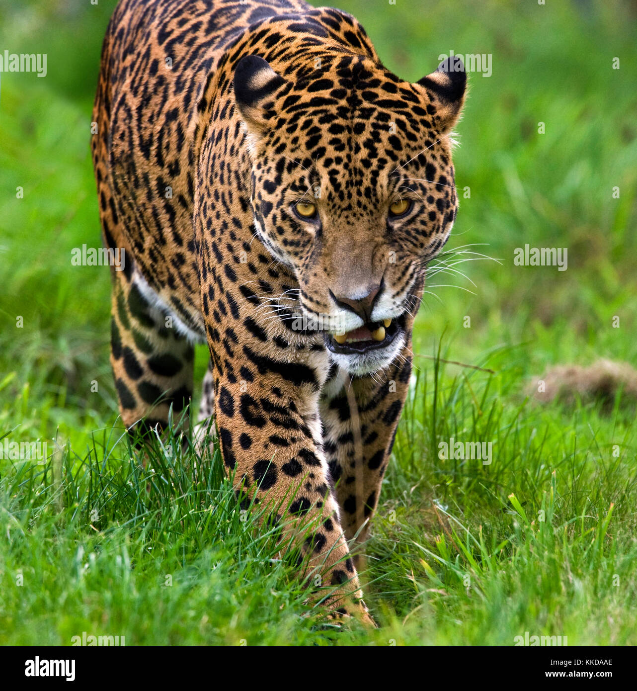 Jaguar (Panthera onca) - a mammal of the Felidae family and one of four â€˜big catsâ€™ in the Panthera genus, along with the tiger, lion, and leopard. Stock Photo