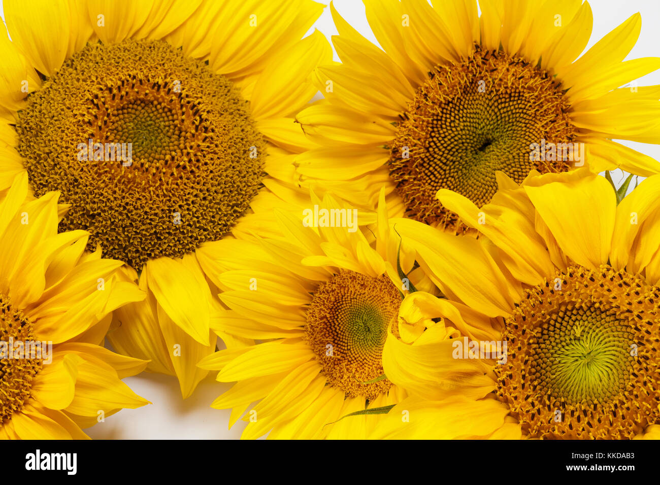 Sunflowers isolated on white background Stock Photo - Alamy