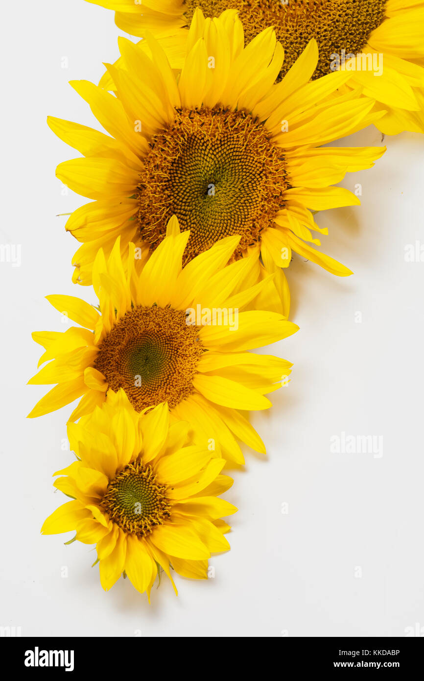 Sunflowers isolated on white background Stock Photo - Alamy