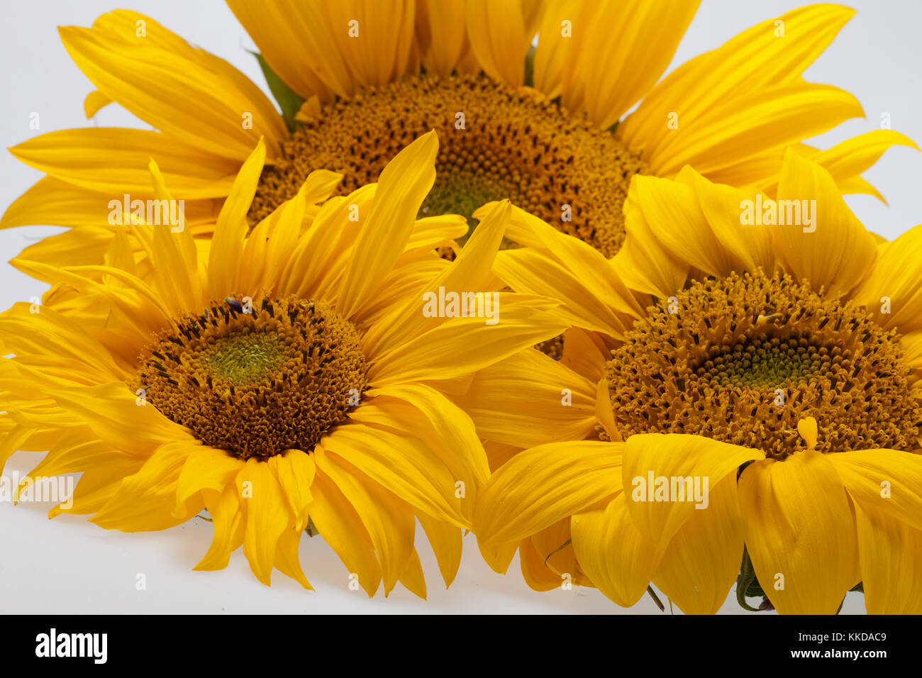 Sunflowers isolated on white background Stock Photo - Alamy
