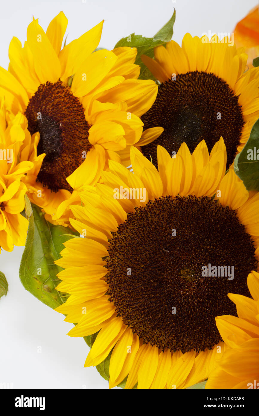 Sunflowers isolated on white background Stock Photo - Alamy