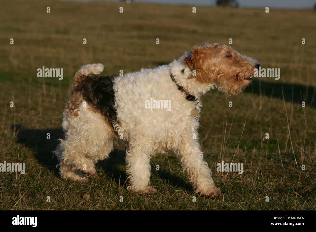 foxwire terrier
