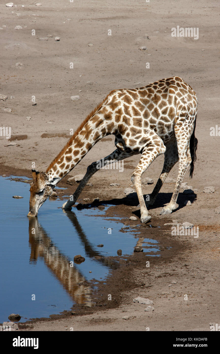 Giraffe (Giraffa camelopardalis) drinking at a waterhole in Etosha National Park in Namibia Stock Photo