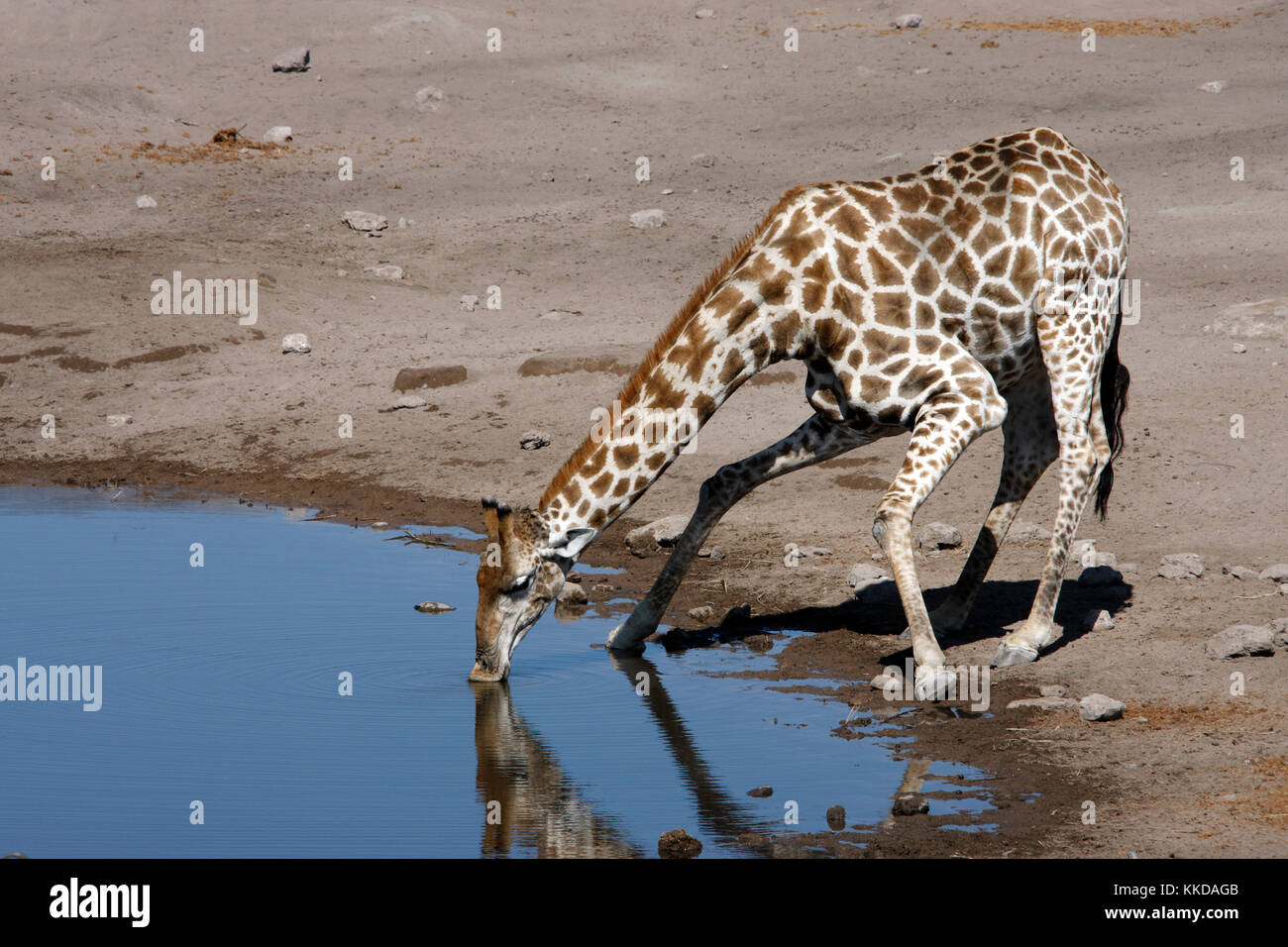 Giraffe (Giraffa camelopardalis) drinking at a waterhole in Etosha National Park in Namibia Stock Photo
