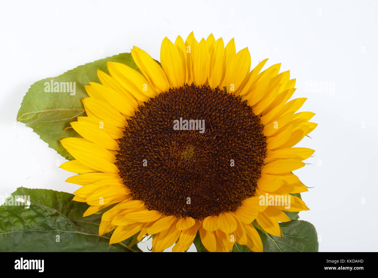 Sunflowers isolated on white background Stock Photo - Alamy