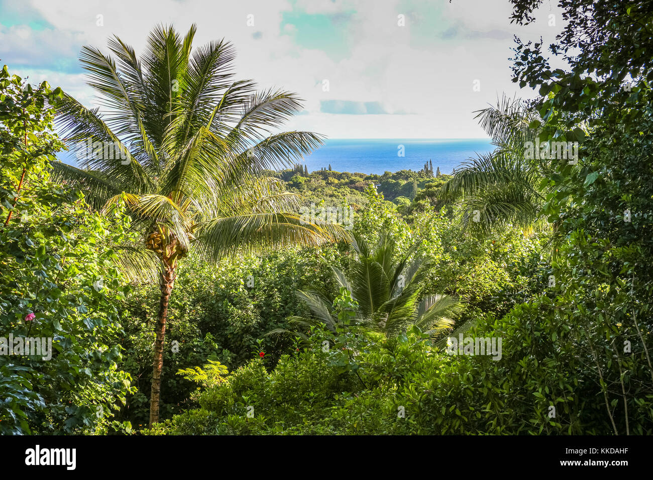 View over jungle and sea landscape on Maui on Hawaii Stock Photo