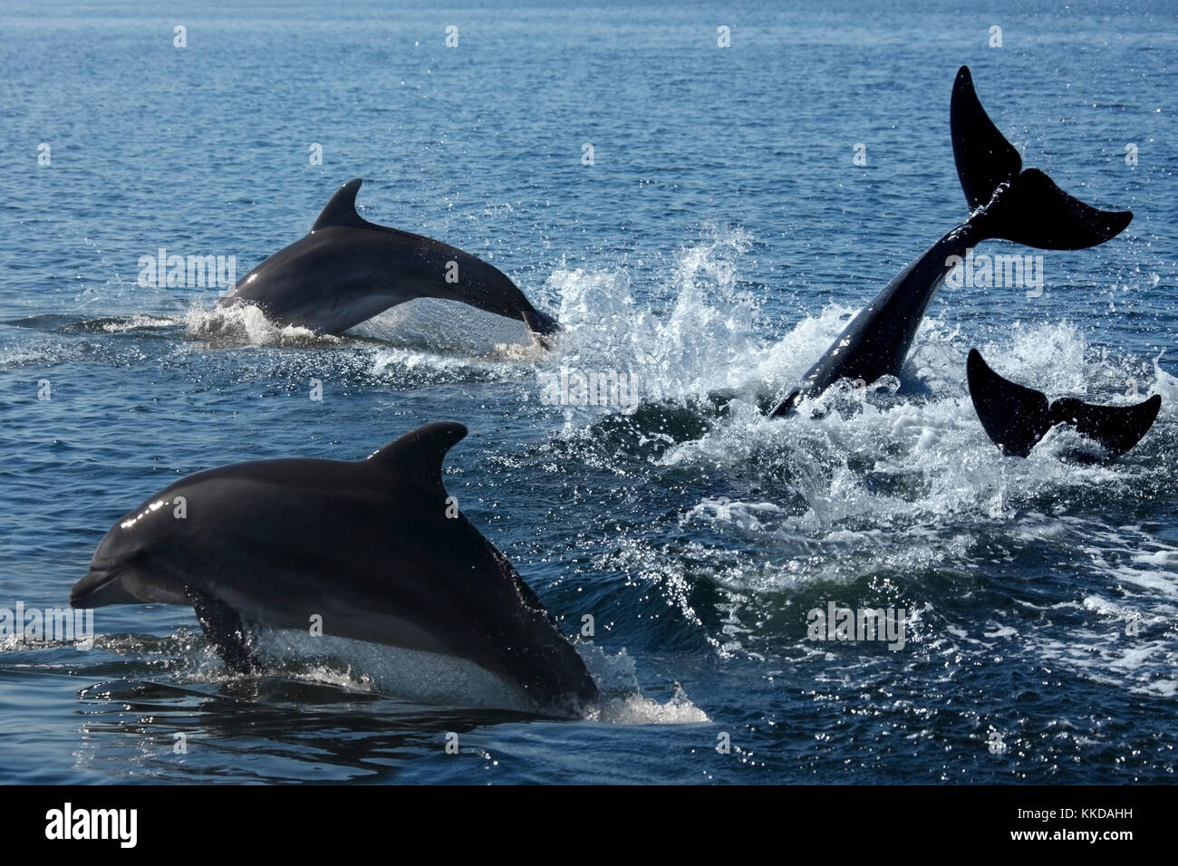 A pod of Bottlenosed Dolphin (Turslops aduncus) in Sandwich Bay off the coast of Namibia Stock Photo