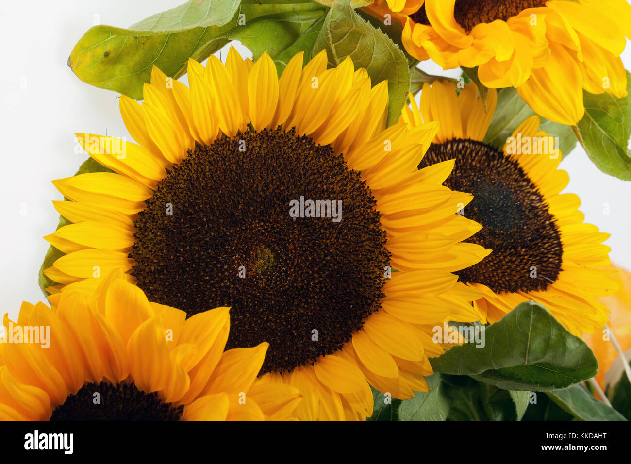 Sunflowers isolated on white background Stock Photo - Alamy