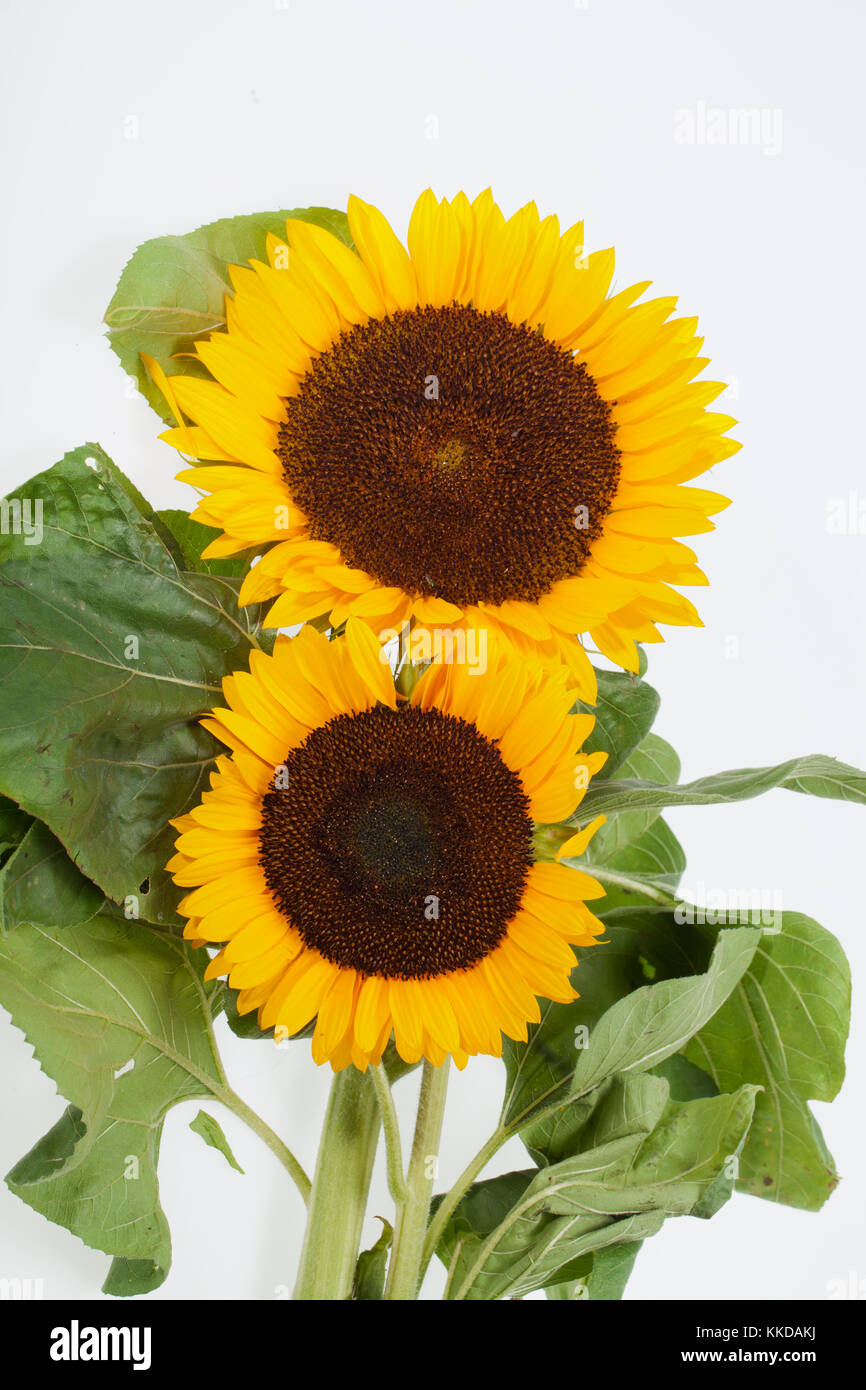 Sunflowers isolated on white background Stock Photo - Alamy