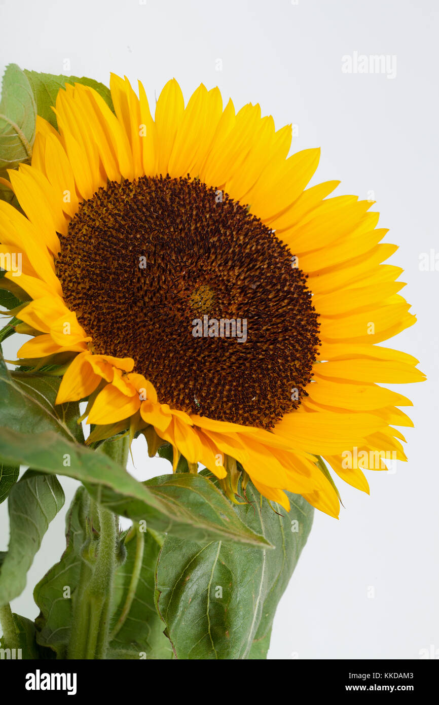 Sunflowers isolated on white background Stock Photo - Alamy