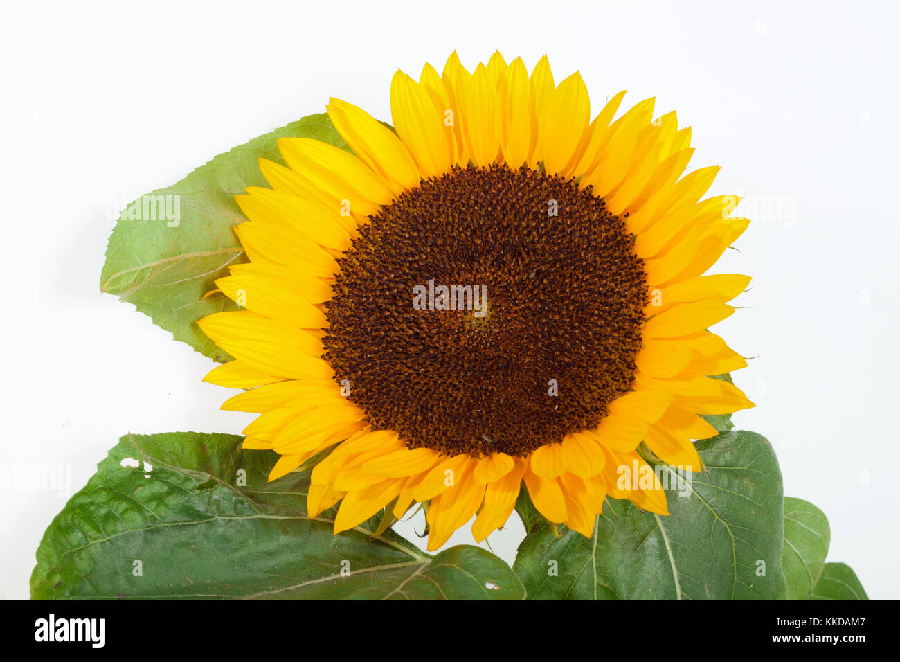 Sunflowers isolated on white background Stock Photo - Alamy