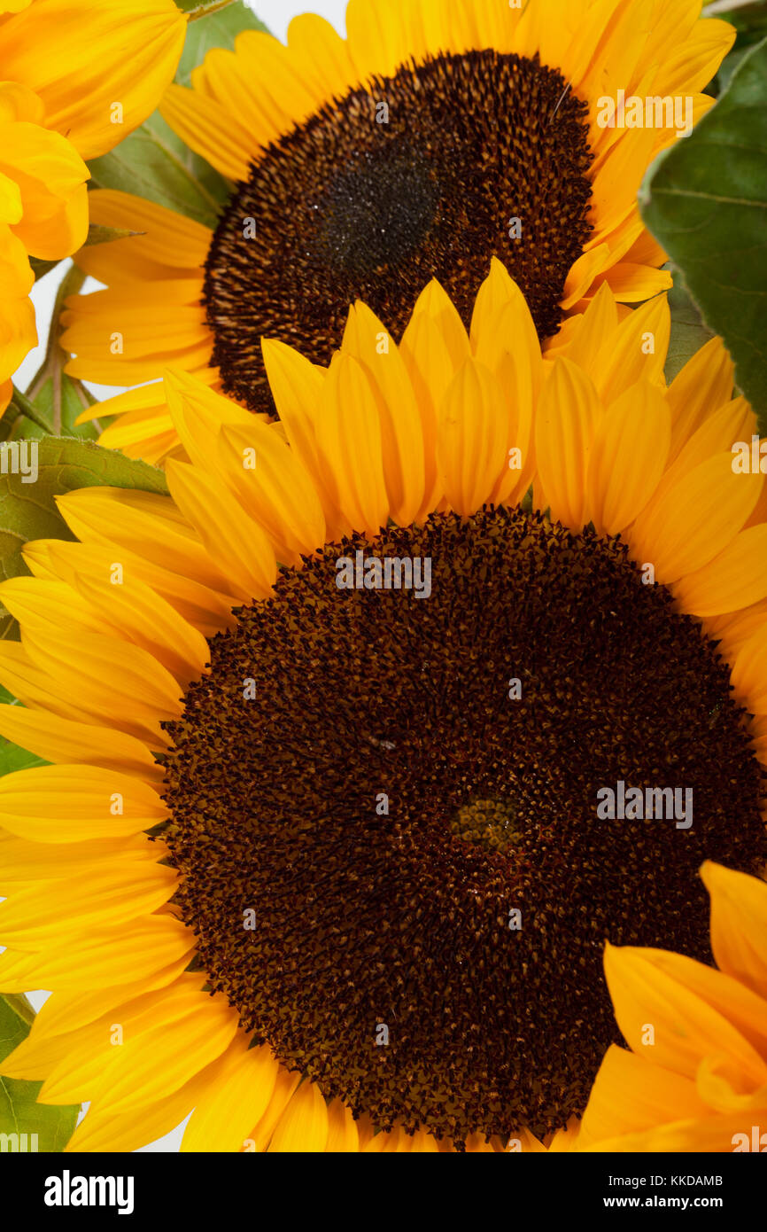 Sunflowers isolated on white background Stock Photo - Alamy
