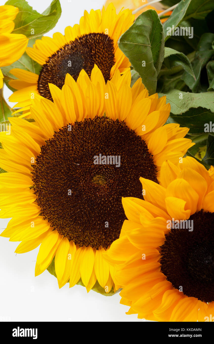 Sunflowers isolated on white background Stock Photo - Alamy