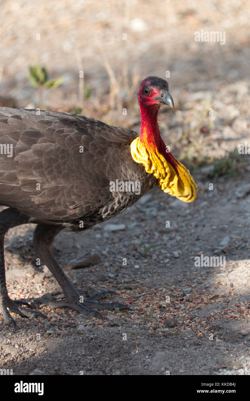 The Australian brushturkey or Australian brushturkey (Alectura lathami