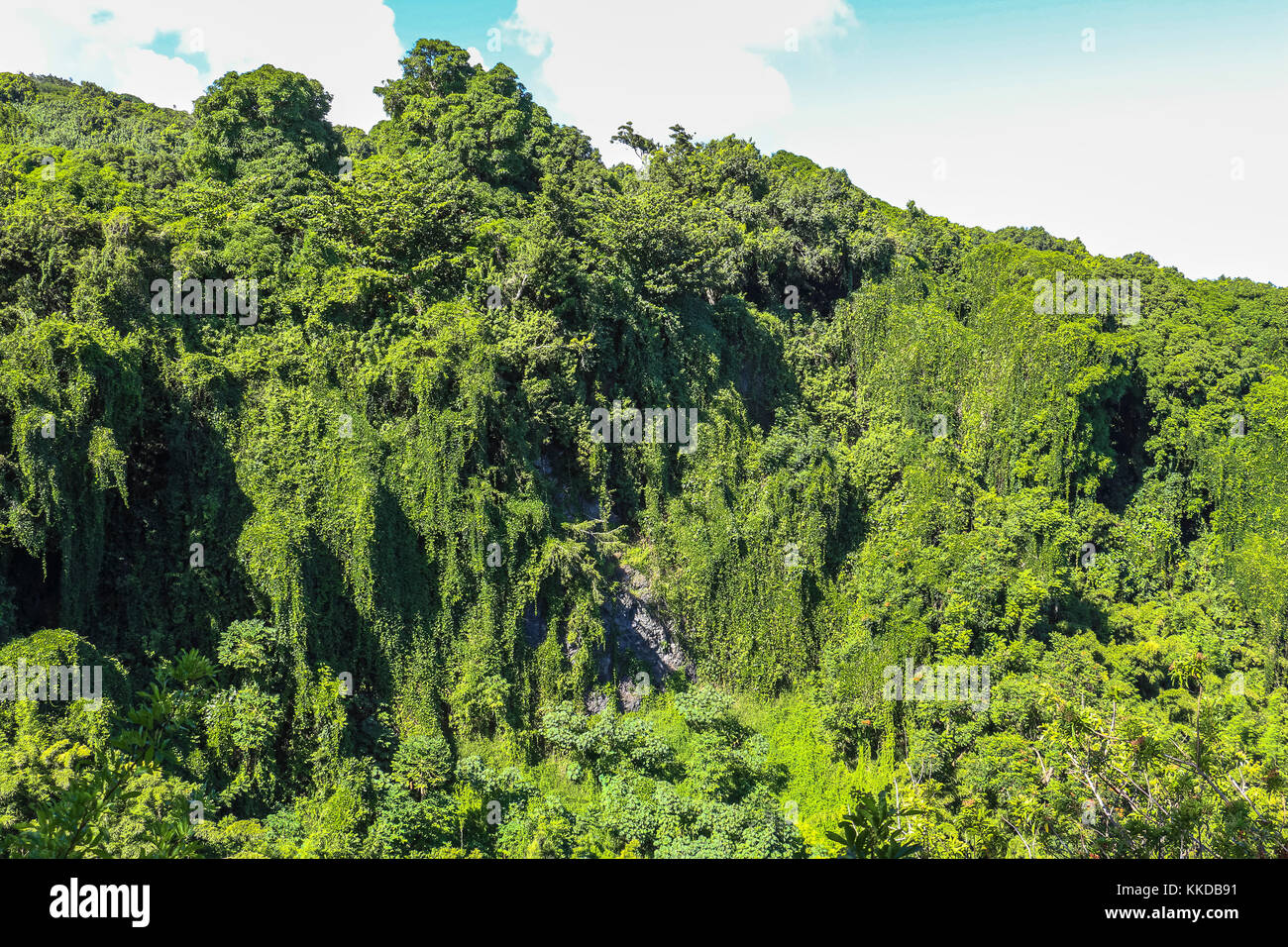 Rain forest landscape view on Maui on Hawaii Stock Photo - Alamy