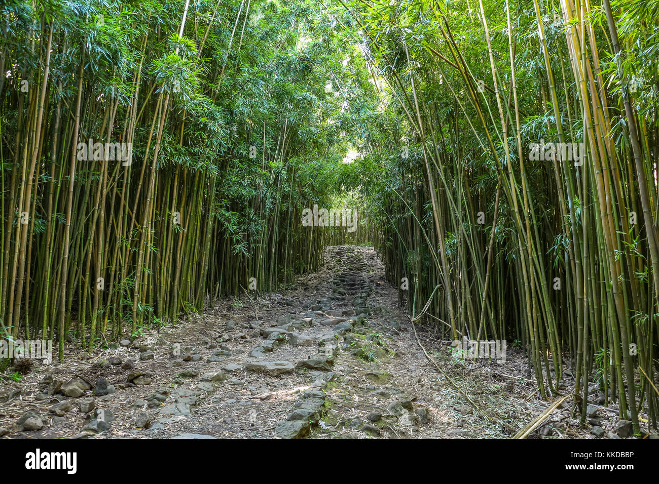 Wonderful path through tall bamboo trees, Maui in Hawaii Stock Photo