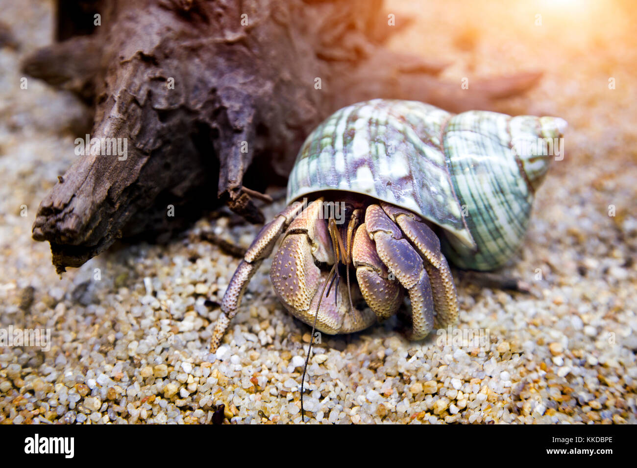 hermit crab exotic pet in aquarium Stock Photo