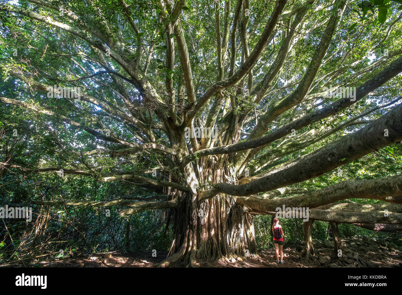 Huge tree in the jungle of Maui island on Hawaii Stock Photo Alamy