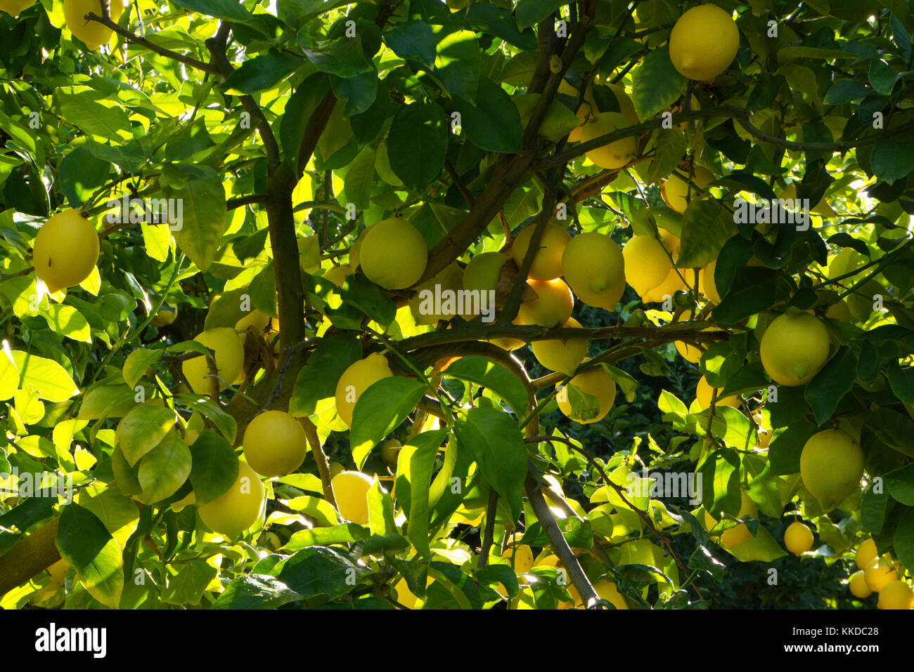 Lemons hanging on tree in commercial orchard ready for harvesting Stock Photo