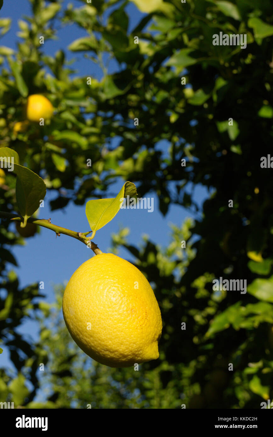 Lemons hanging on tree in commercial orchard ready for harvesting Stock Photo