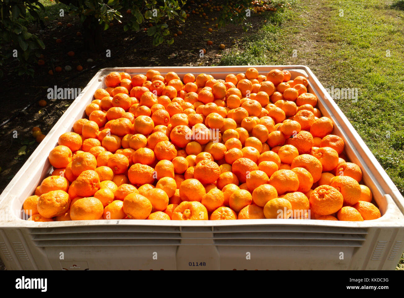 Imperial Mandarins growing on the tree just before harvesting Stock