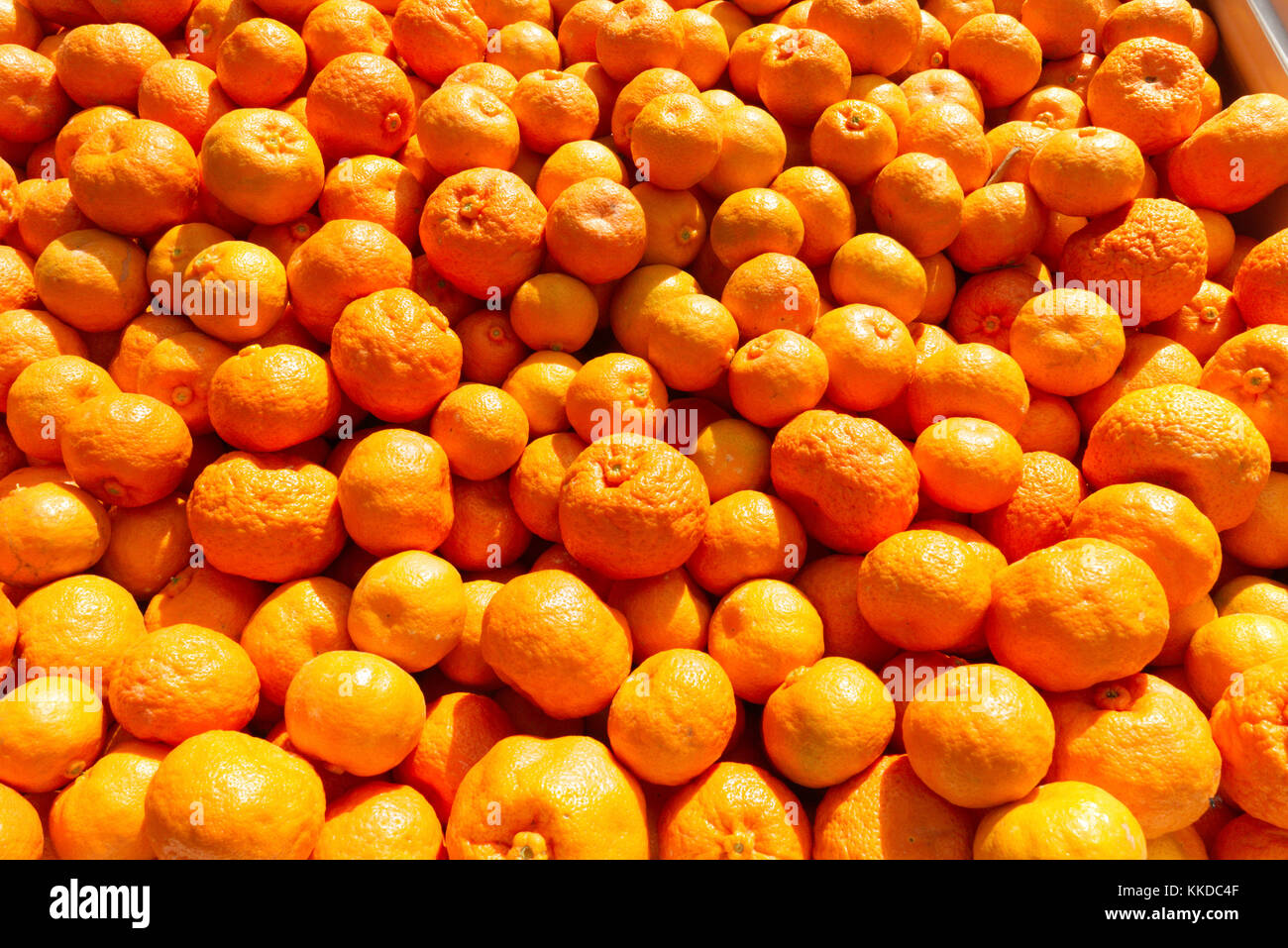 Imperial Mandarins growing on the tree just before harvesting Stock