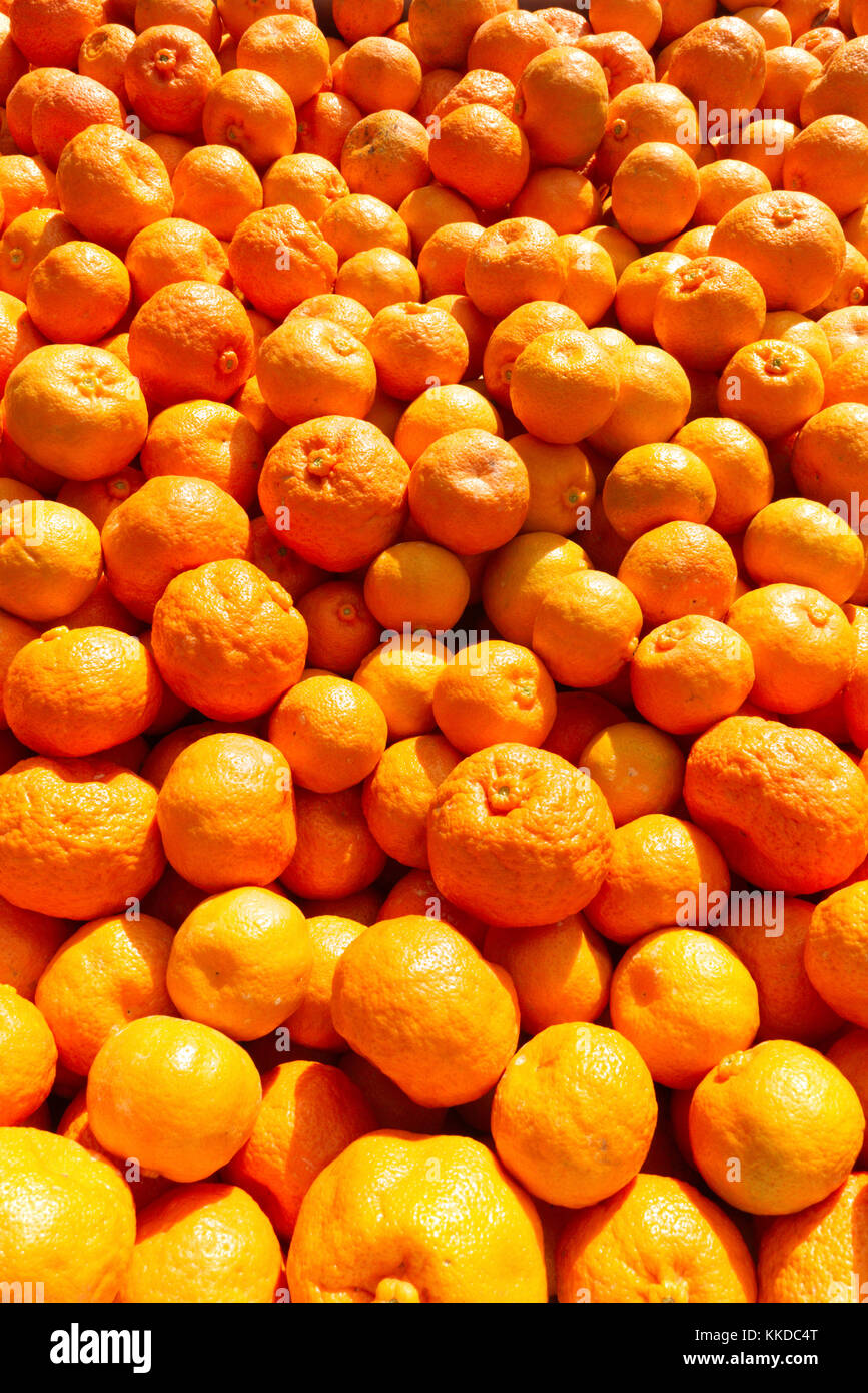 Imperial Mandarins growing on the tree just before harvesting Stock