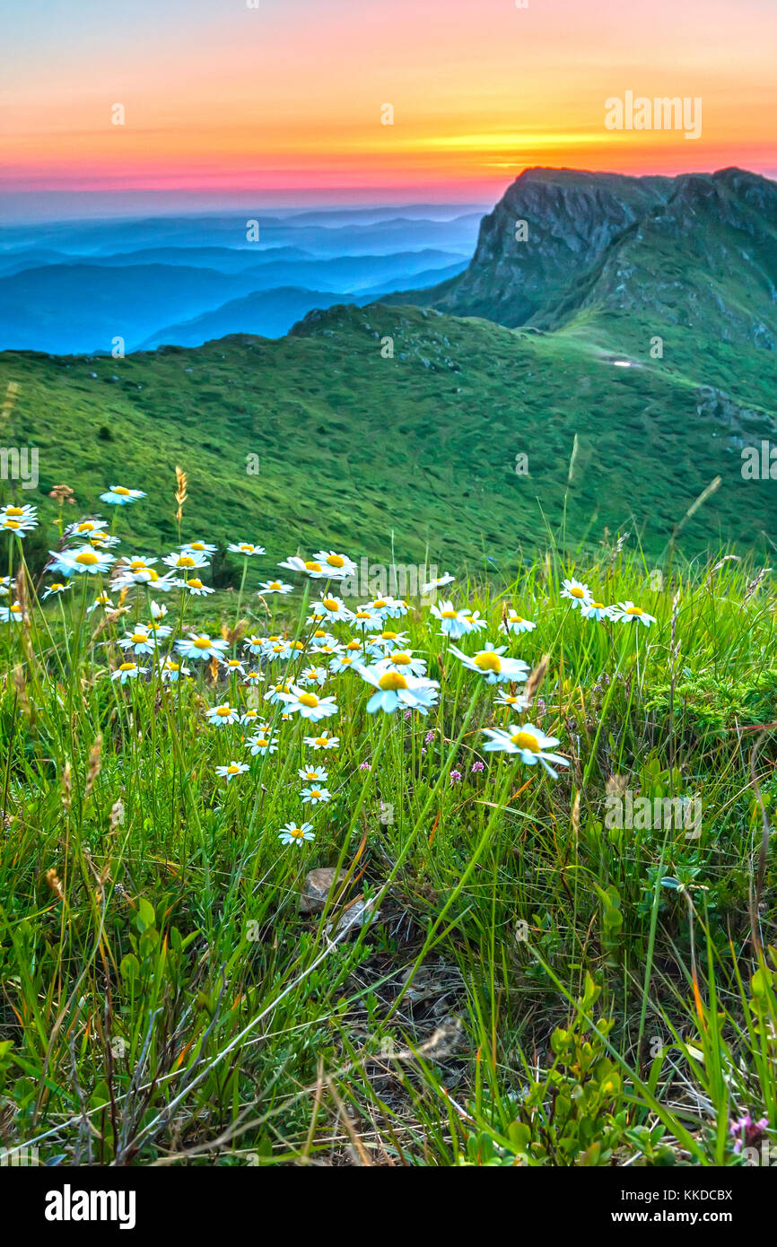 Summer wildflowers in sunrise hi-res stock photography and images - Alamy