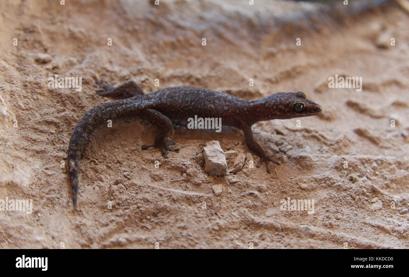 Close-up view of a small brown southern spotted gecko lizard on a rough sandy surface with a blurred background Stock Photo