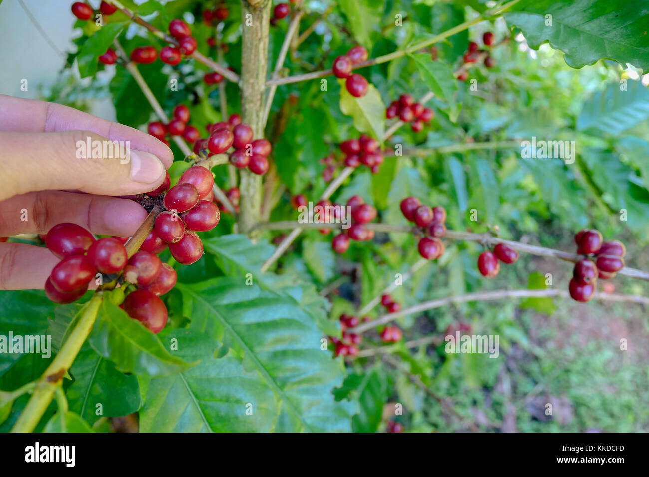 Cherry coffee beans hands harvesting ,arabica coffee berries Stock Photo