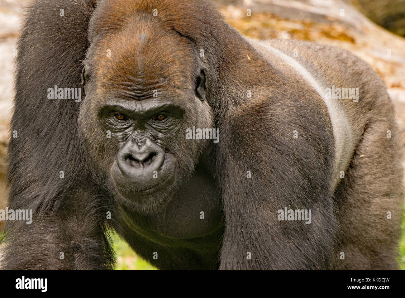 Aspinall silverback gorilla hi-res stock photography and images - Alamy
