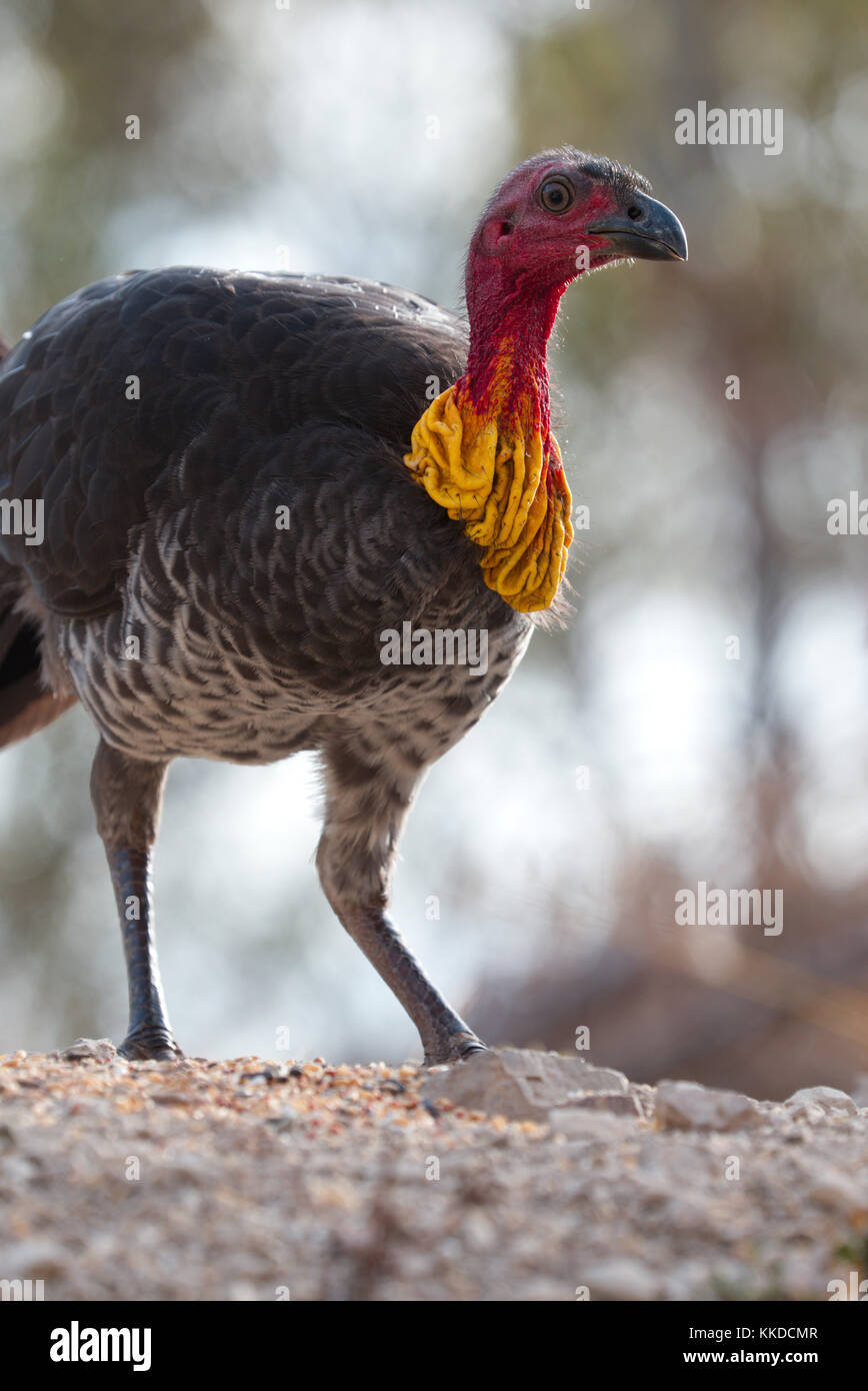 Australian brush Turkey male with wattle Stock Photo Alamy