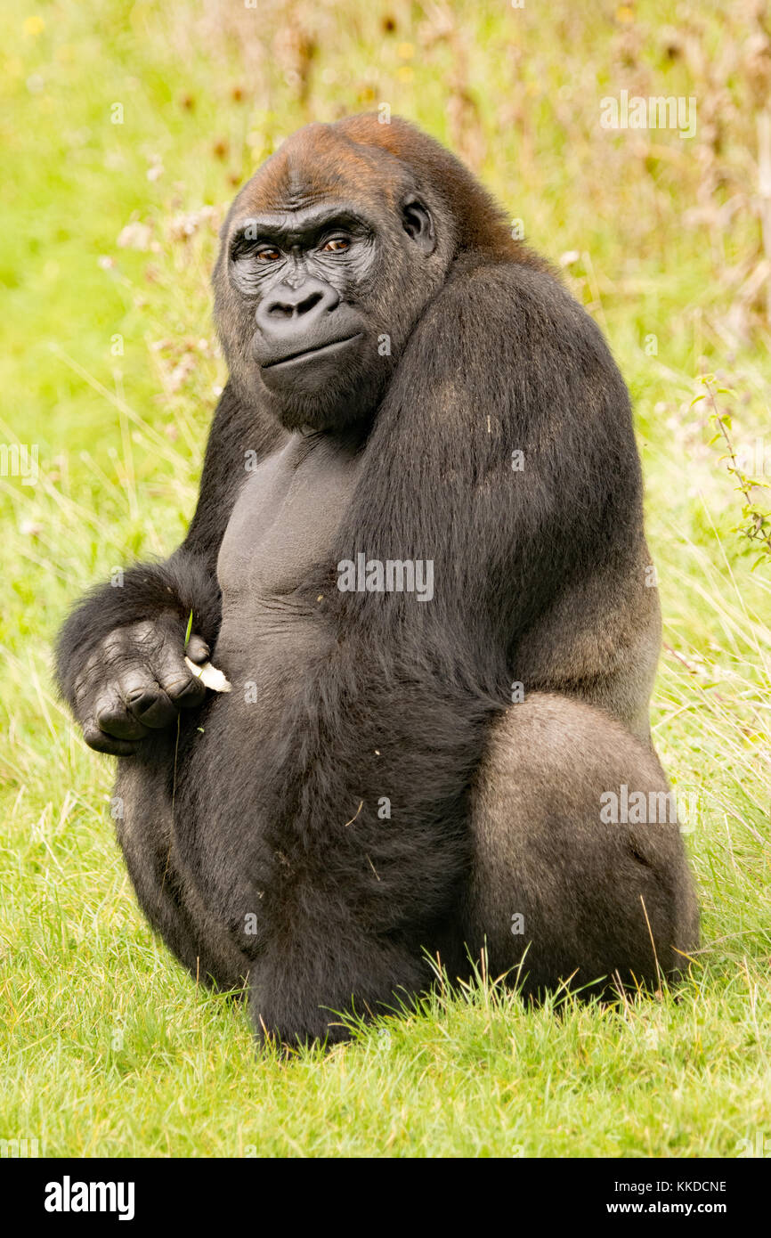 do all male gorillas become silverbacks do all male gorillas become silverbacks