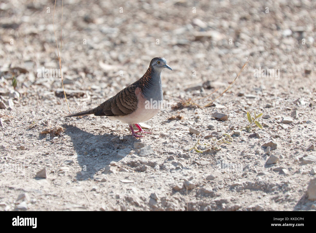 The peaceful dove is also sometimes called the zebra dove, barred dove, or the turtle dove. Stock Photo