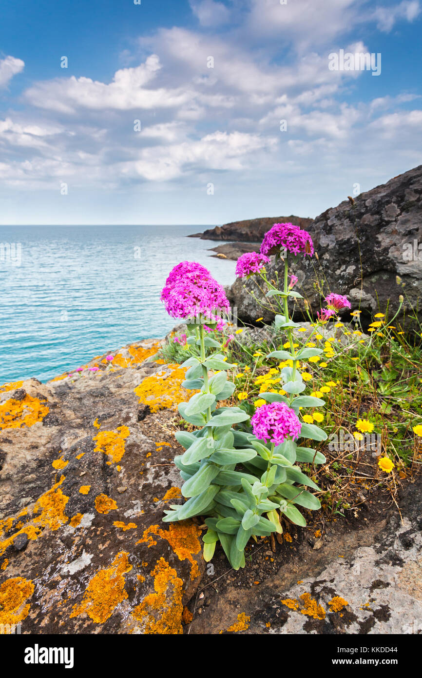 Flowers with pink colors by the sea coast Stock Photo Alamy