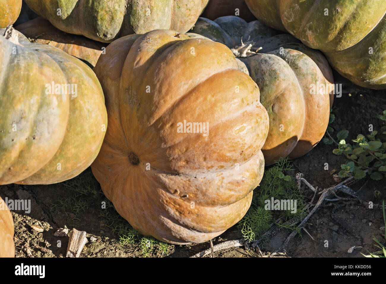 vegetable pumpkins in the field Stock Photo - Alamy