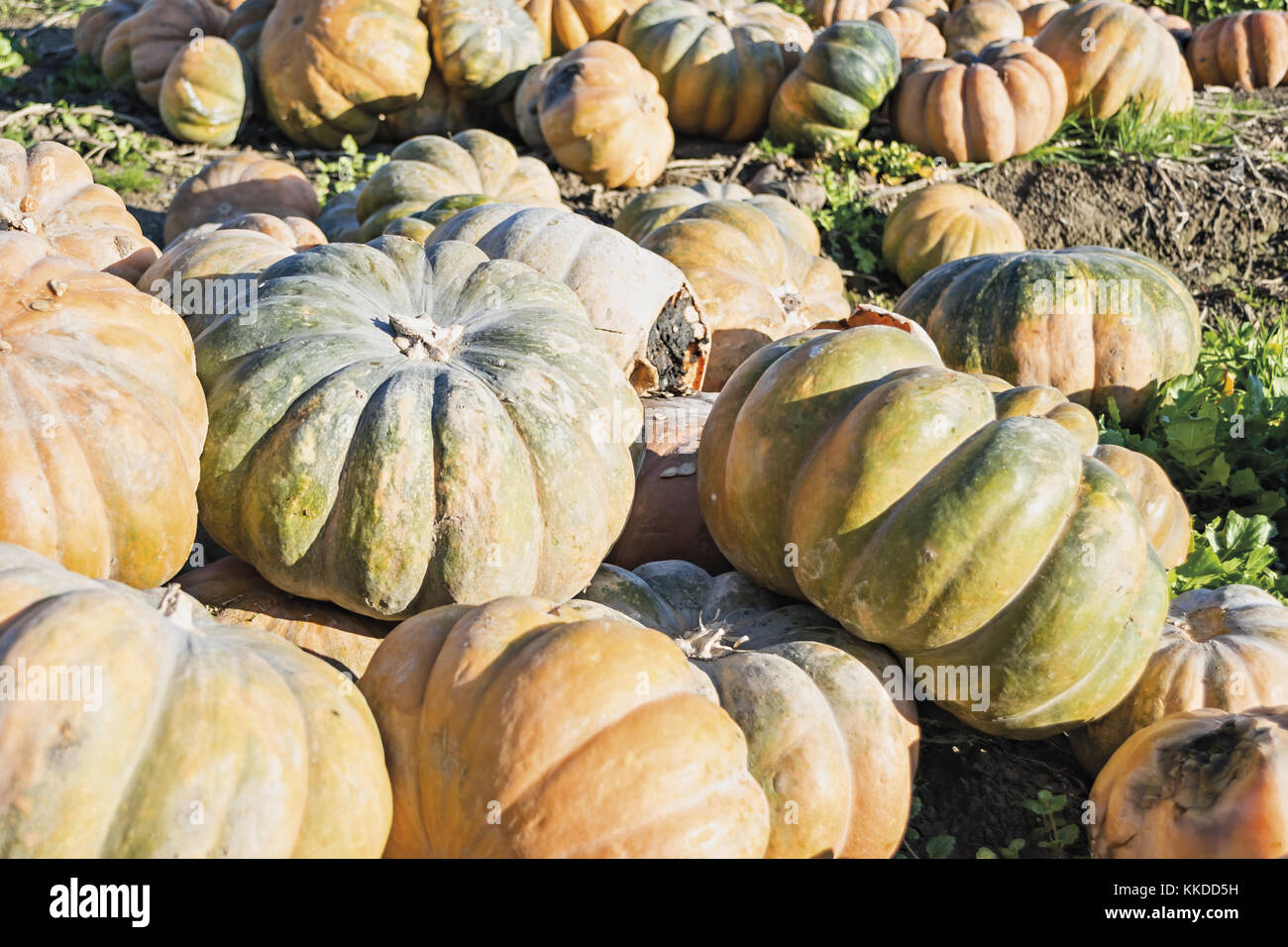 vegetable pumpkins in the field 2 Stock Photo - Alamy