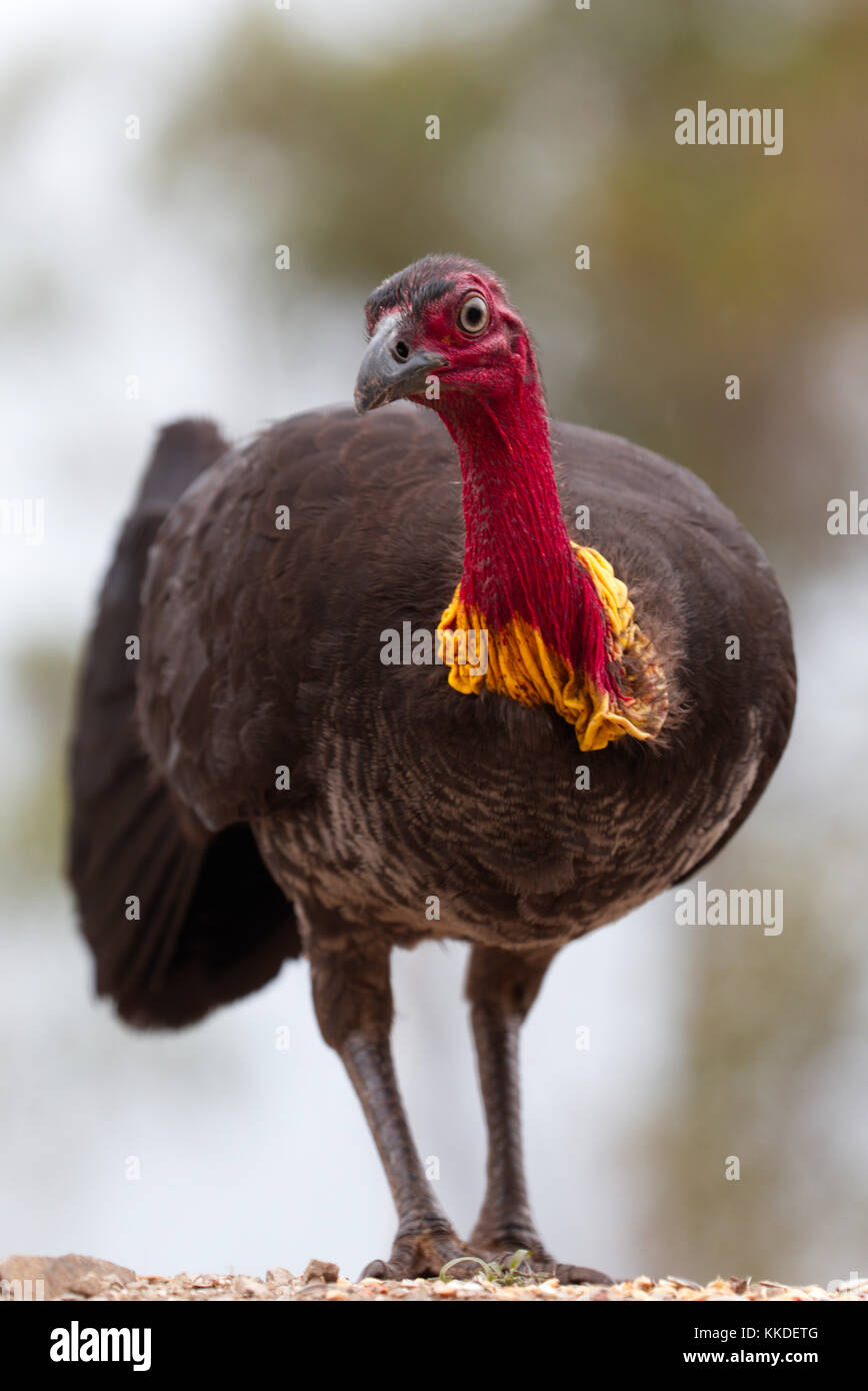 Australian brush Turkey male with wattle Stock Photo Alamy