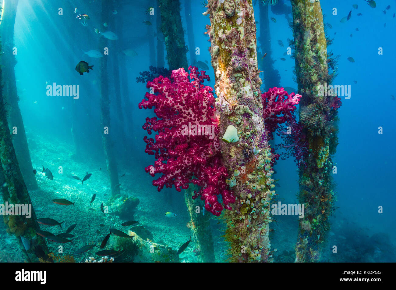 Red soft coral, Aborek jetty, Raja Ampat, West Papua, Indonesia Stock Photo