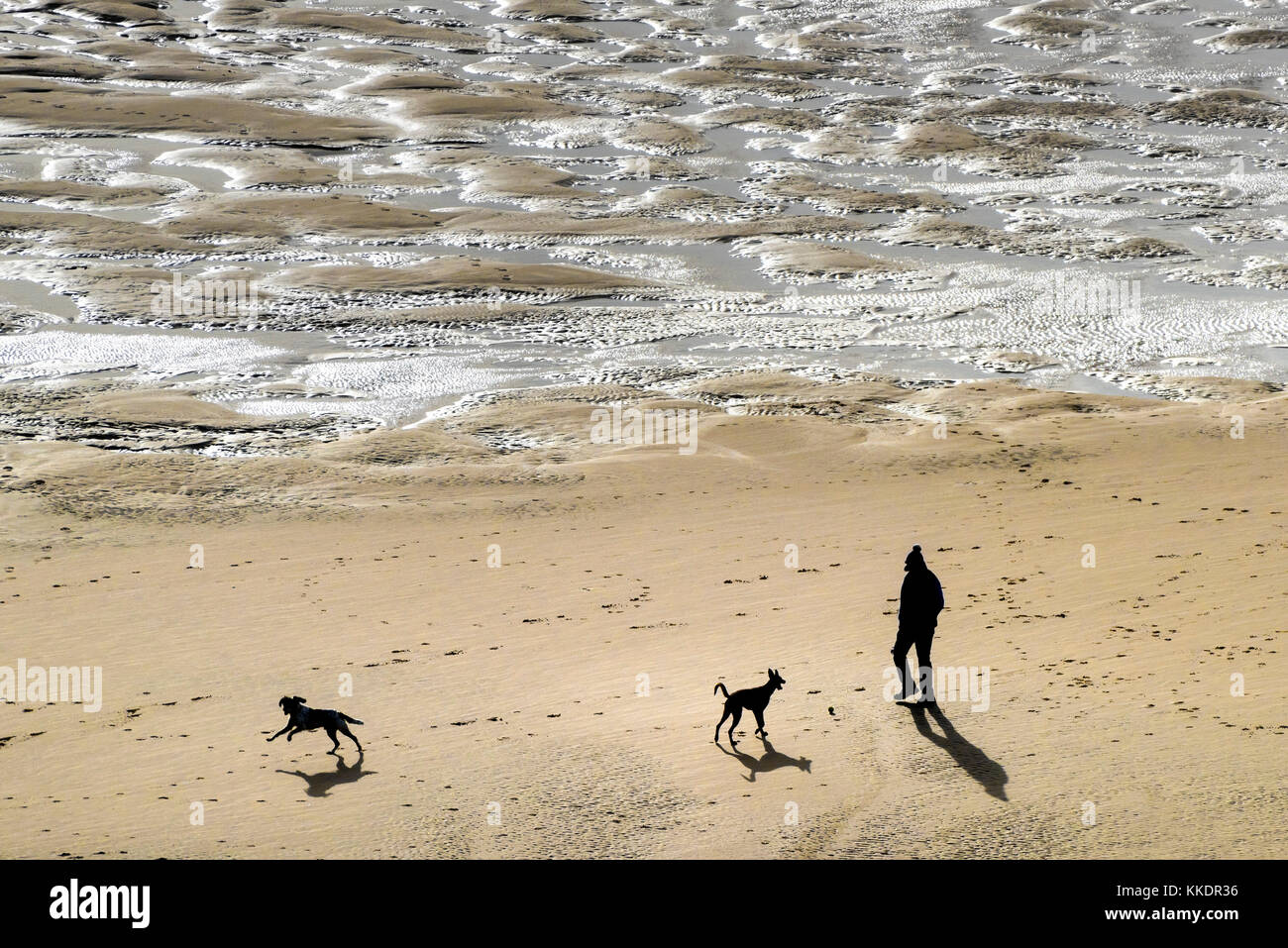 Dog walking - the silhouette of a dog walker and his dogs on Crantock Beach at low tide newquay Cornwall. Stock Photo