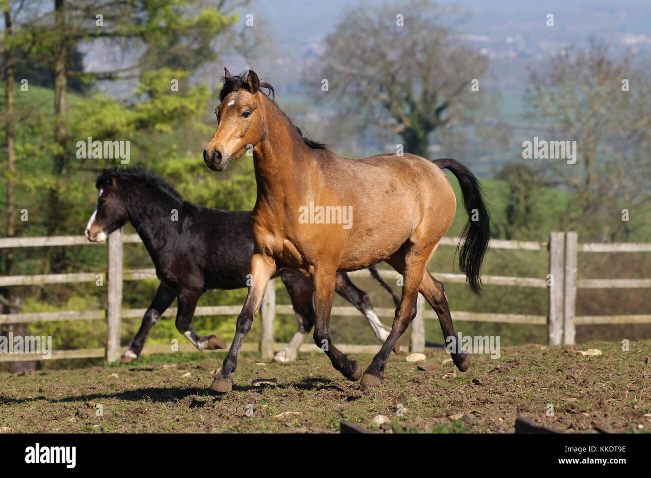 Welsh Section A Pony Stock Photo Alamy