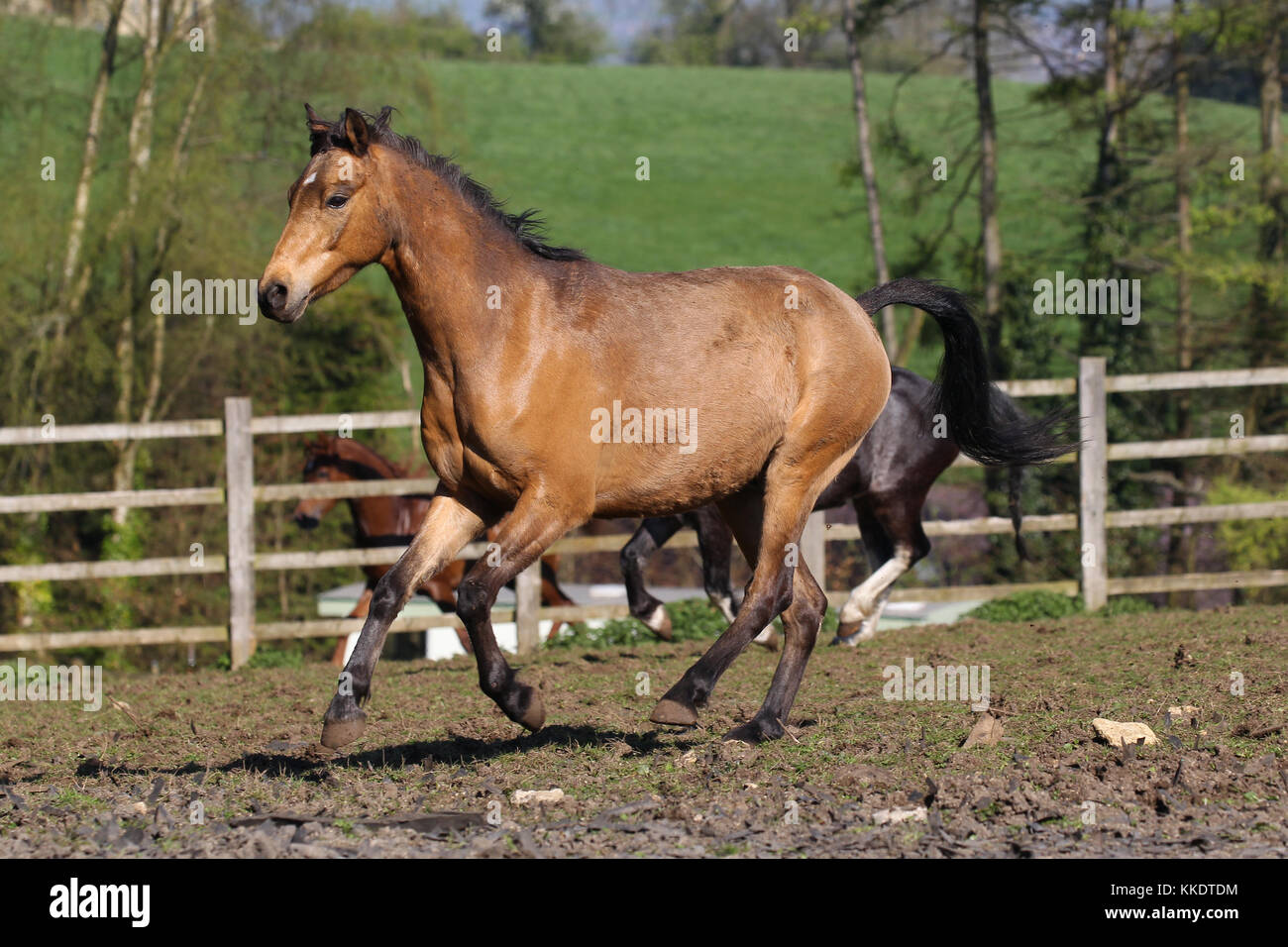 Welsh Section A Pony Stock Photo Alamy