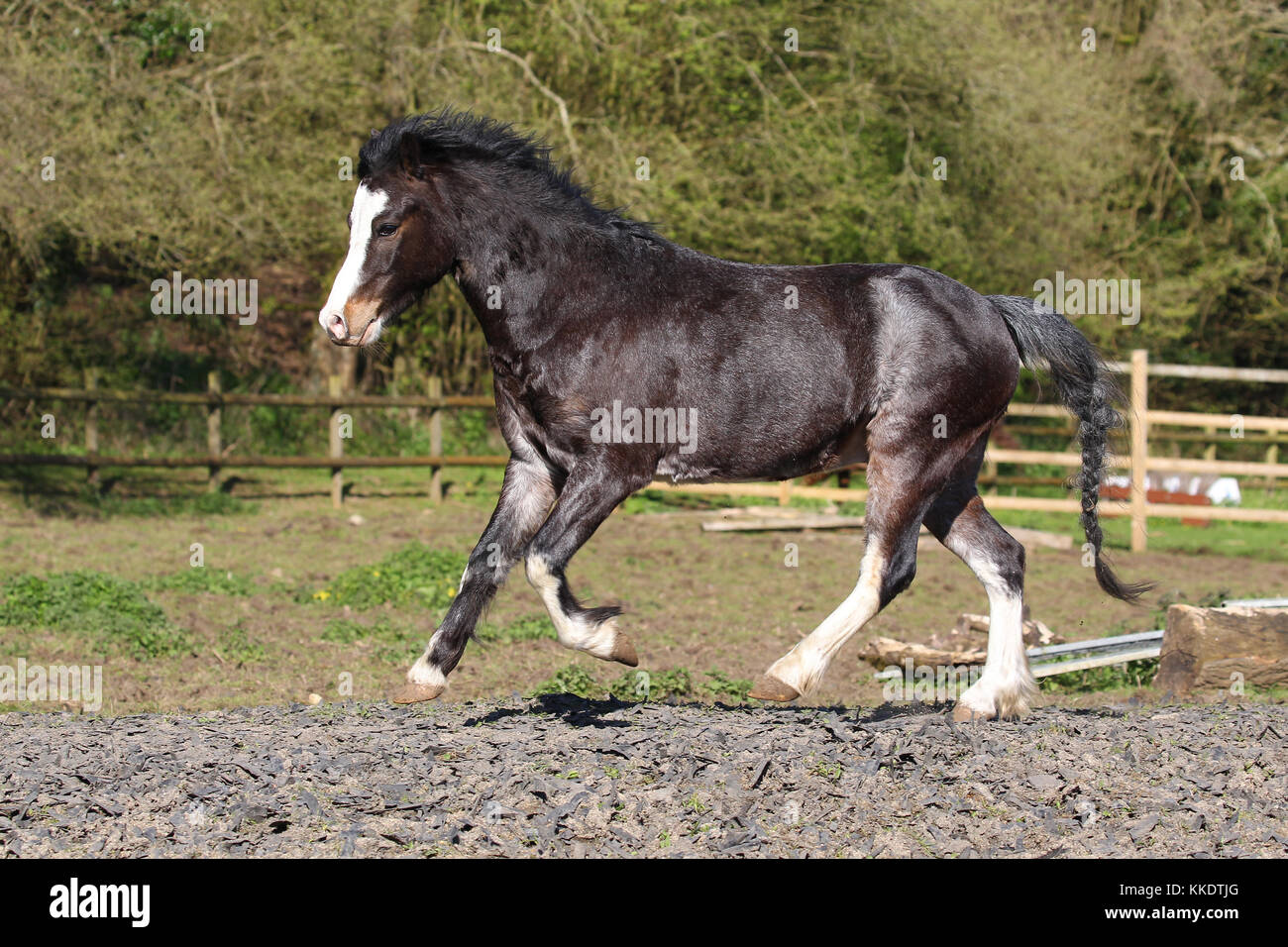 Welsh Section A Pony Stock Photo Alamy