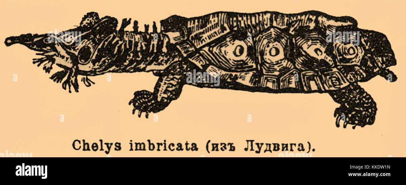 карапакс и пластрон. панцирь черепахи карапакс. внутреннее строение черепахи вид сбоку. спинной щит черепахи 8. спинной щит черепахи 8.
