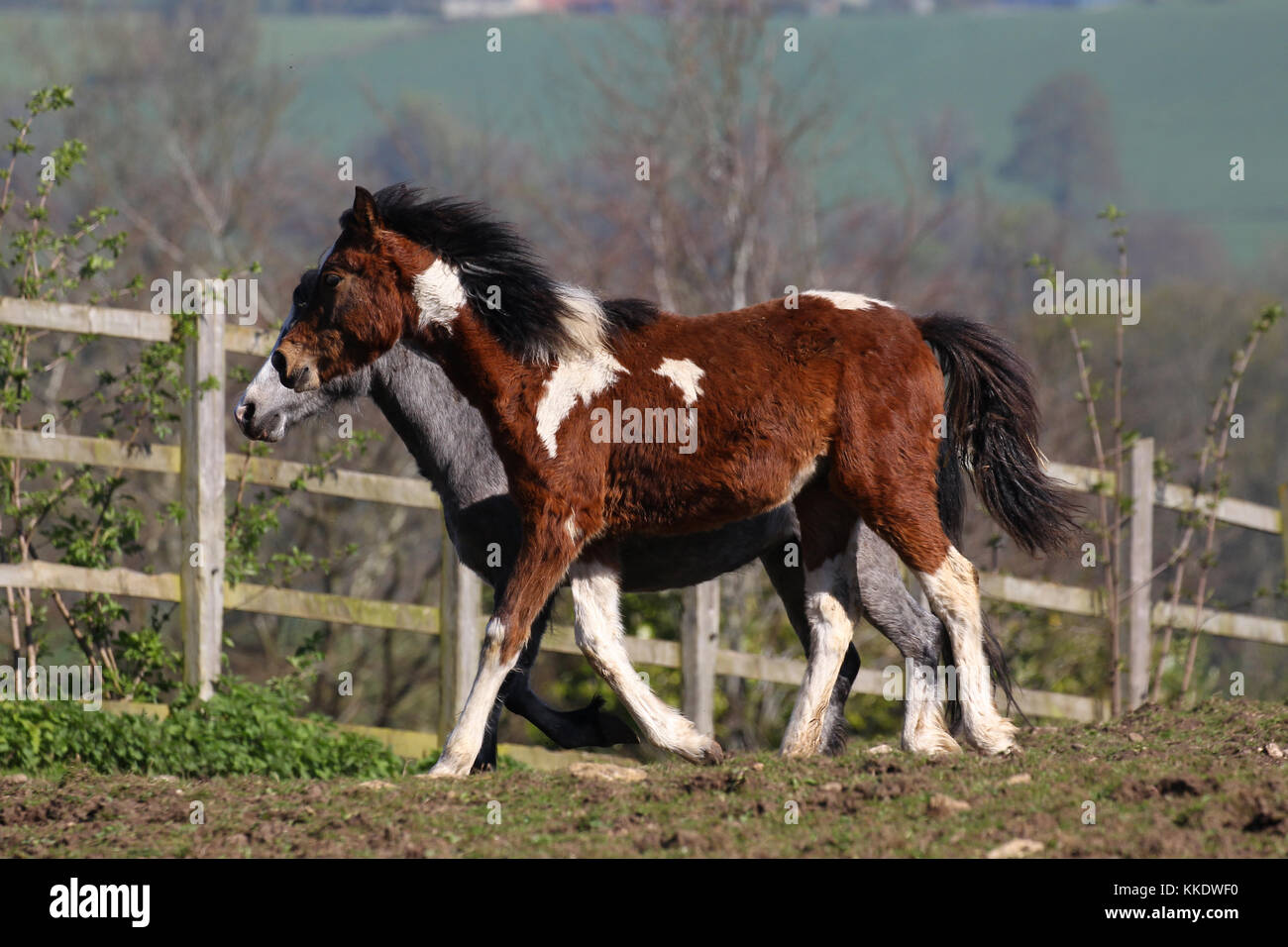 Part Bred Welsh Pony And Welsh Section Stock Photo